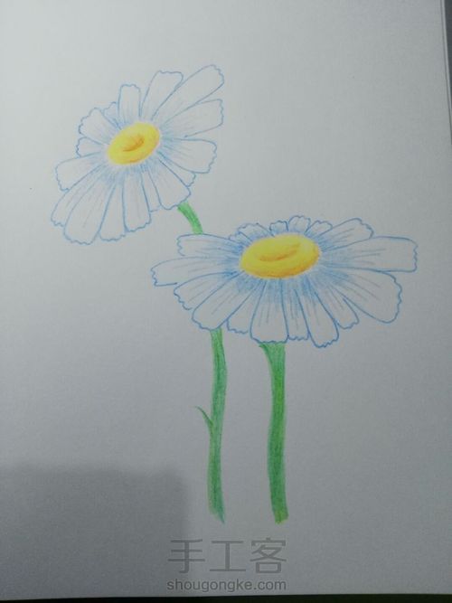 小清新的波斯菊彩铅画 第8步