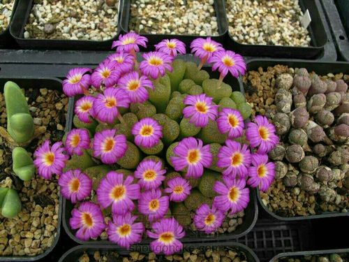 萌宠多肉系列——番杏科 第1步