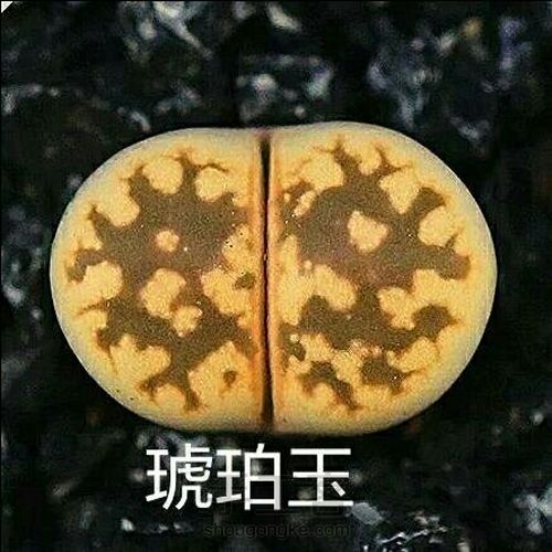 萌宠多肉系列——番杏科 第14步