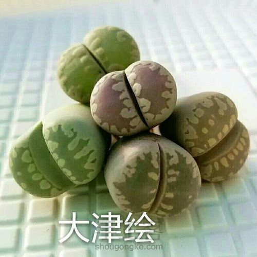 萌宠多肉系列——番杏科 第16步