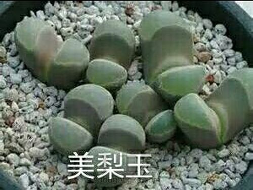 萌宠多肉系列——番杏科 第17步