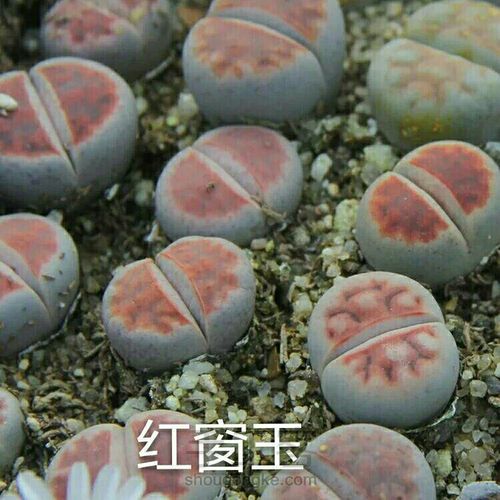 萌宠多肉系列——番杏科 第19步