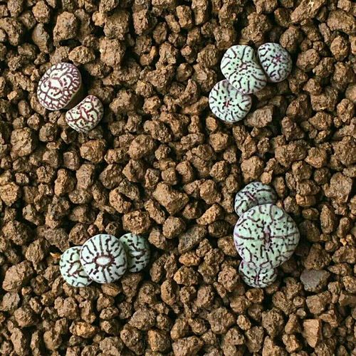 萌宠多肉系列——番杏科 第2步