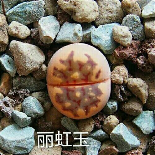 萌宠多肉系列——番杏科 第21步