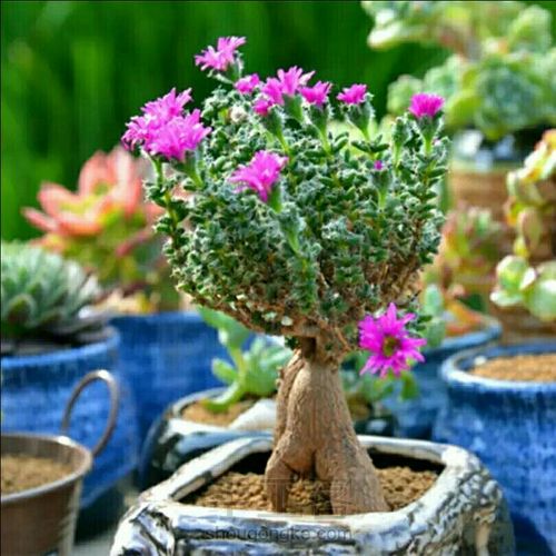 萌宠多肉系列——番杏科 第24步