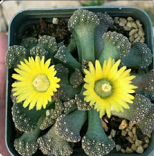 萌宠多肉系列——番杏科 第25步