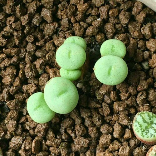 萌宠多肉系列——番杏科 第3步