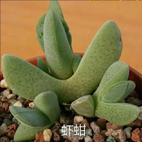 萌宠多肉系列——番杏科 第30步