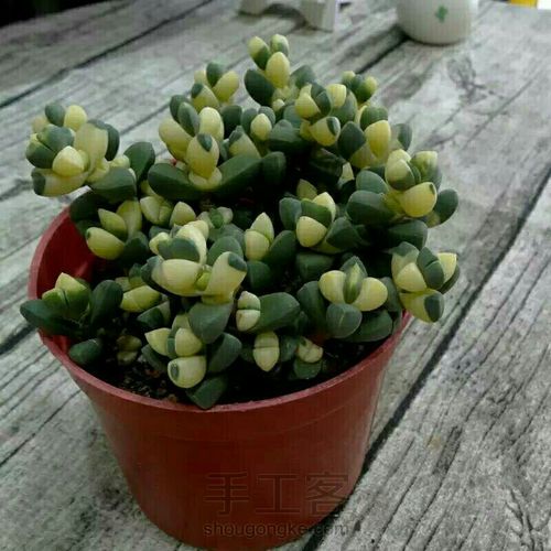 萌宠多肉系列——番杏科 第31步