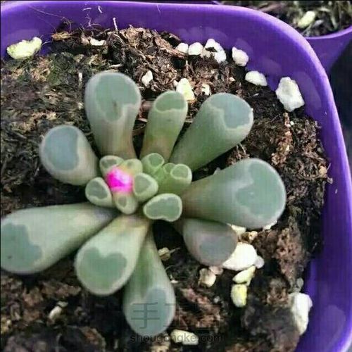 萌宠多肉系列——番杏科 第32步