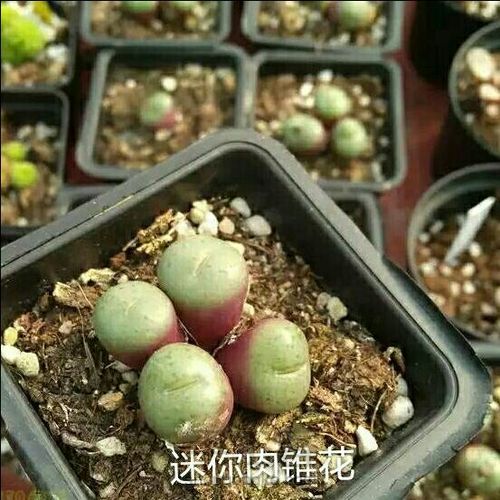 萌宠多肉系列——番杏科 第34步