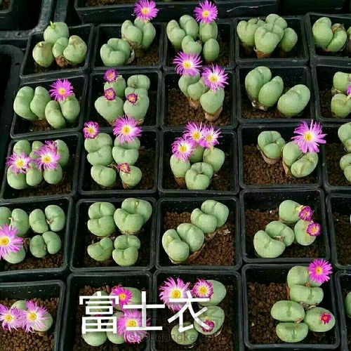 萌宠多肉系列——番杏科 第36步