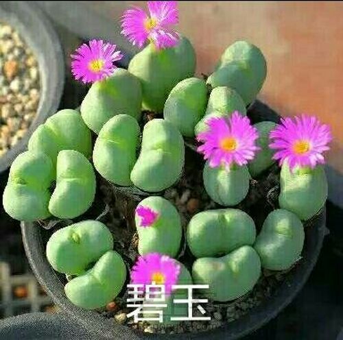 萌宠多肉系列——番杏科 第37步