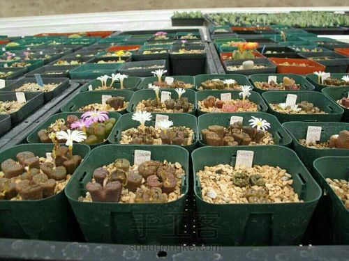 萌宠多肉系列——番杏科 第4步