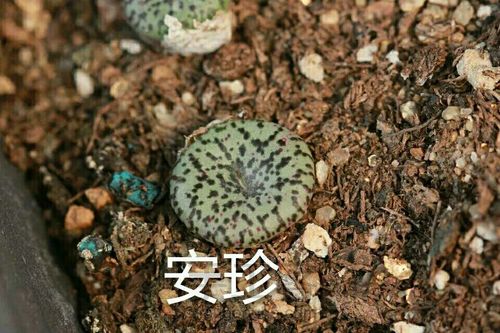 萌宠多肉系列——番杏科 第41步