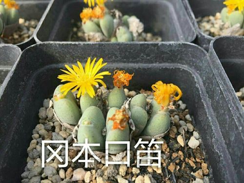 萌宠多肉系列——番杏科 第42步