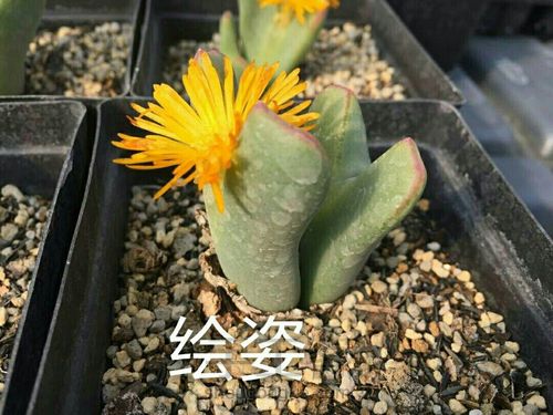 萌宠多肉系列——番杏科 第46步