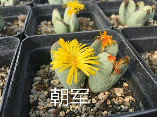 萌宠多肉系列——番杏科 第48步