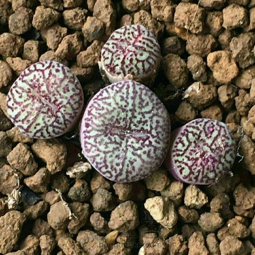 萌宠多肉系列——番杏科 第5步