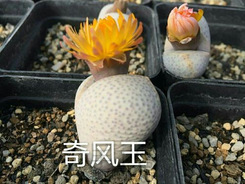 萌宠多肉系列——番杏科 第50步