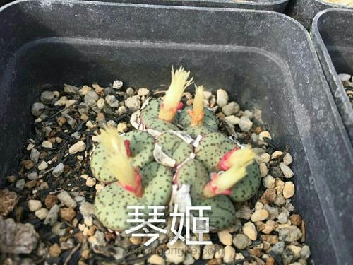 萌宠多肉系列——番杏科 第53步