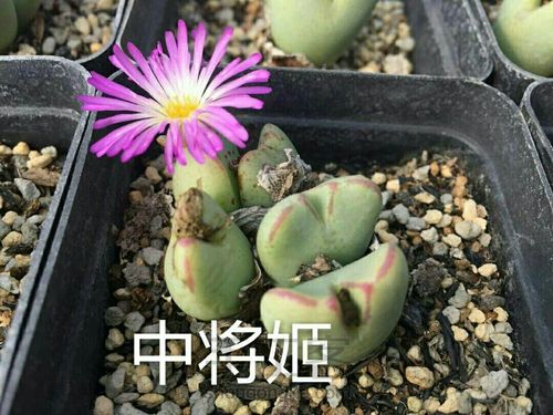 萌宠多肉系列——番杏科 第54步