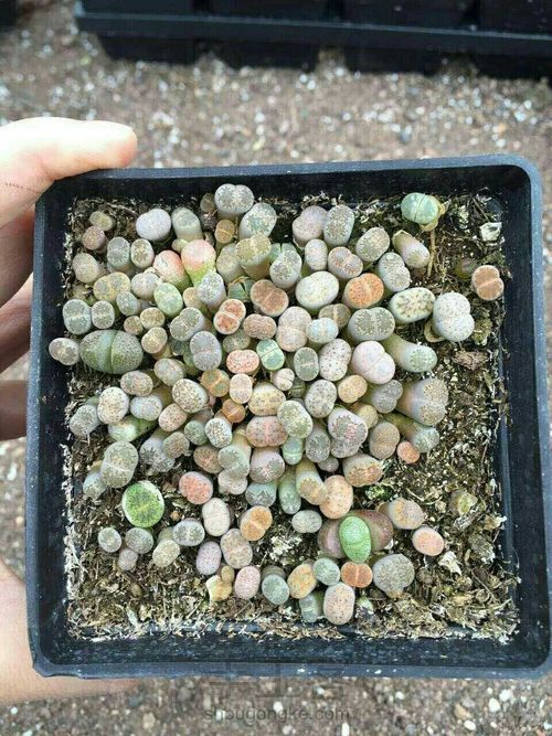 萌宠多肉系列——番杏科 第6步