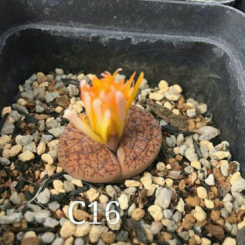 萌宠多肉系列——番杏科 第9步