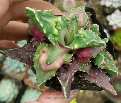 萌宠多肉系列——番杏科 第26步