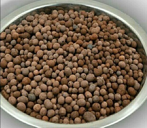 多肉专用土里有多少学问 第17步