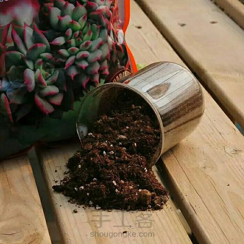 多肉专用土里有多少学问 第26步