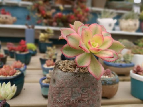 如何挑选多肉花盆 第2步
