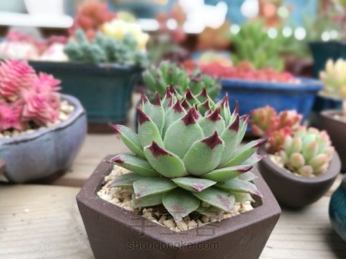 如何挑选多肉花盆 第4步