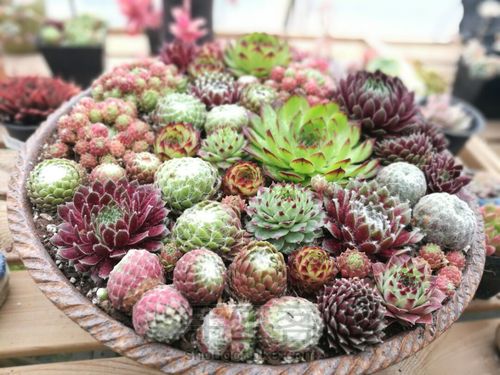 如何挑选多肉花盆 第7步