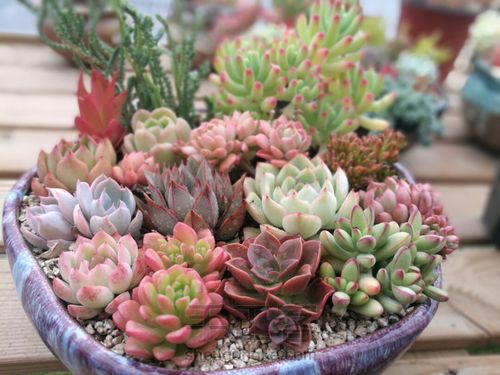 如何挑选多肉花盆 第8步