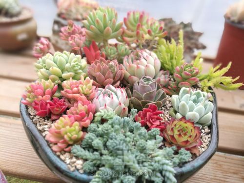 如何挑选多肉花盆 第9步