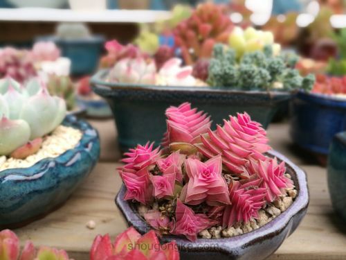 如何挑选多肉花盆 第3步