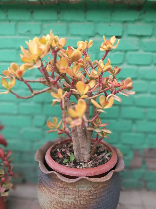 如何挑选多肉花盆 第5步