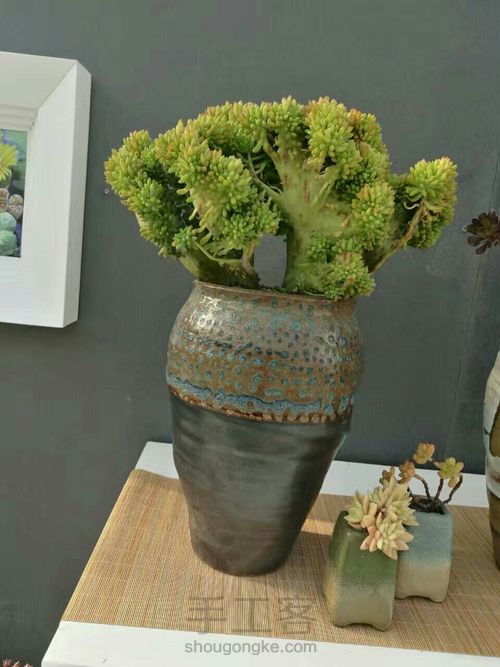 如何挑选多肉花盆 第6步