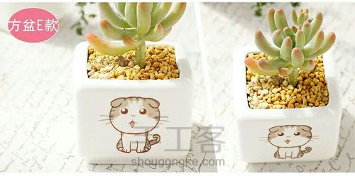 如何挑选多肉花盆 第16步