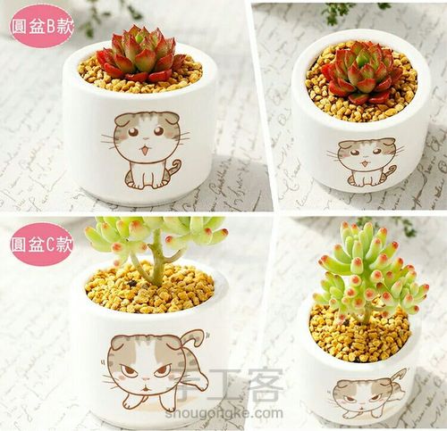 如何挑选多肉花盆 第18步