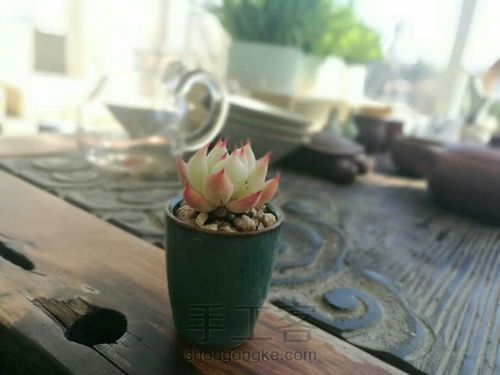 如何挑选多肉花盆 第21步