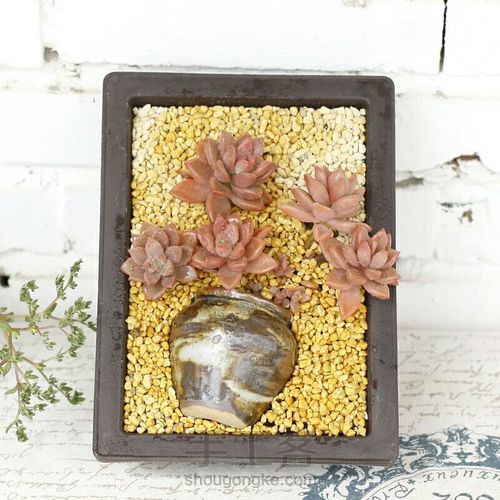 如何挑选多肉花盆 第22步