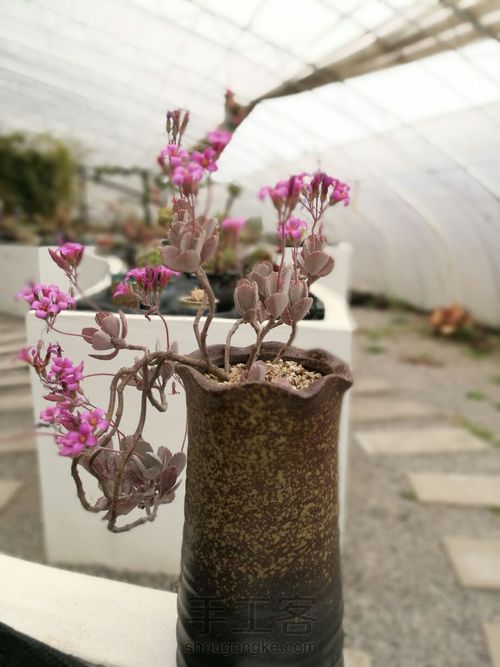 如何挑选多肉花盆 第1步