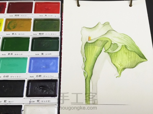 茅夫人超详细水彩花卉教程06篇 第1步