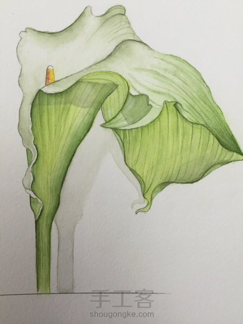 茅夫人超详细水彩花卉教程06篇 第23步