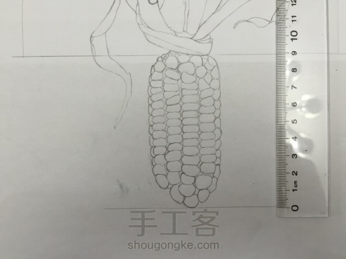如何画一颗逼真的玉米？ 第7步