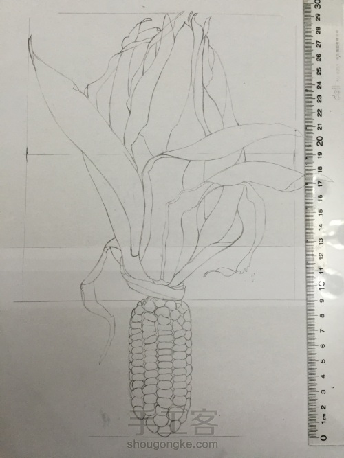 如何画一颗逼真的玉米？ 第8步