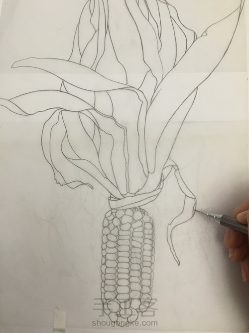如何画一颗逼真的玉米? 第11步