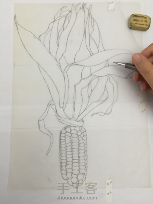 如何画一颗逼真的玉米？ 第10步